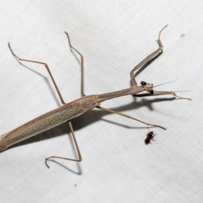 Archimantis sp. (genus) (Large Brown Mantis) at Higgins, ACT - 2 Jan 2023 by AlisonMilton