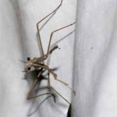 Archimantis sp. (genus) at Higgins, ACT - 2 Jan 2023