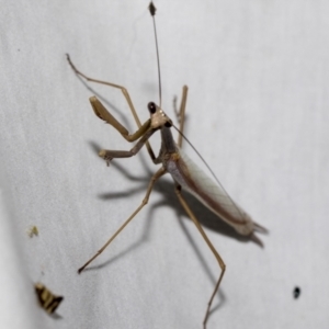 Archimantis sp. (genus) at Higgins, ACT - 2 Jan 2023