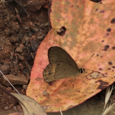 Hypocysta pseudirius (Grey Ringlet, Dingy Ringlet) at Bungonia National Park - 6 Jan 2023 by Rixon