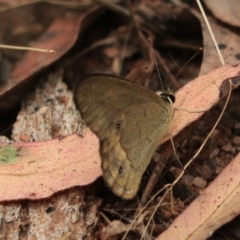 Hypocysta pseudirius at Bungonia, NSW - 6 Jan 2023