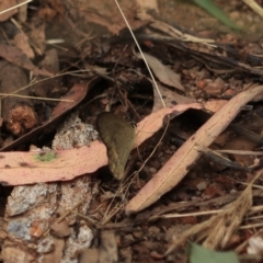 Hypocysta pseudirius at Bungonia, NSW - 6 Jan 2023