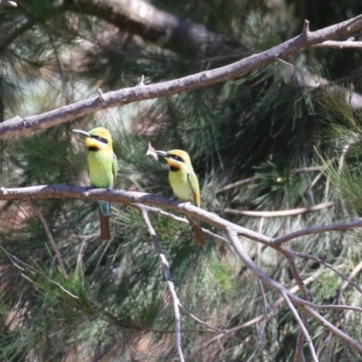 Merops ornatus (Rainbow Bee-eater) at Cotter Reserve - 9 Jan 2023 by RodDeb