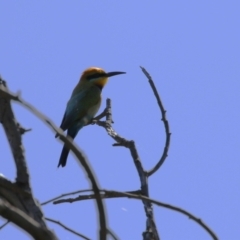 Merops ornatus at suppressed - 10 Jan 2023