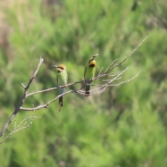 Merops ornatus at Stromlo, ACT - 10 Jan 2023