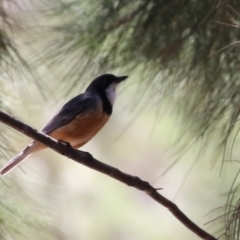 Pachycephala rufiventris (Rufous Whistler) at Stromlo, ACT - 10 Jan 2023 by RodDeb