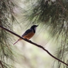 Pachycephala rufiventris at Stromlo, ACT - 10 Jan 2023