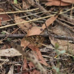 Geitoneura acantha (Ringed Xenica) at Bungonia National Park - 6 Jan 2023 by Rixon