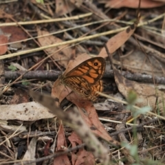 Geitoneura acantha at Bungonia, NSW - 6 Jan 2023