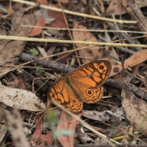 Geitoneura acantha at Bungonia, NSW - 6 Jan 2023 12:01 PM