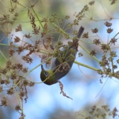 Zosterops lateralis (Silvereye) at Stromlo, ACT - 10 Jan 2023 by RodDeb