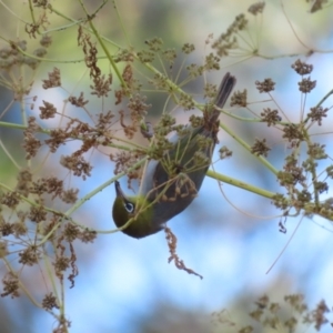 Zosterops lateralis at Stromlo, ACT - 10 Jan 2023 10:24 AM