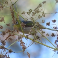 Zosterops lateralis at Stromlo, ACT - 10 Jan 2023