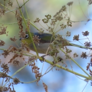 Zosterops lateralis at Stromlo, ACT - 10 Jan 2023