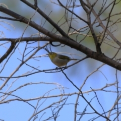 Zosterops lateralis at Stromlo, ACT - 10 Jan 2023