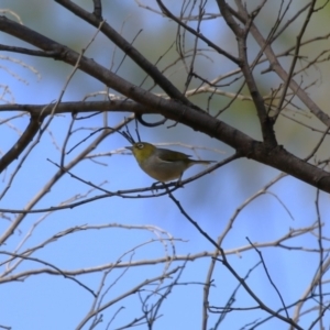 Zosterops lateralis at Stromlo, ACT - 10 Jan 2023