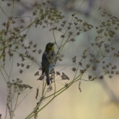 Zosterops lateralis at Stromlo, ACT - 10 Jan 2023