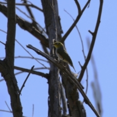 Zosterops lateralis at Stromlo, ACT - 10 Jan 2023