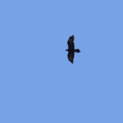 Aquila audax (Wedge-tailed Eagle) at Cotter Reserve - 10 Jan 2023 by RodDeb