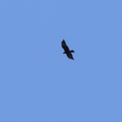 Aquila audax at Stromlo, ACT - 10 Jan 2023 11:00 AM