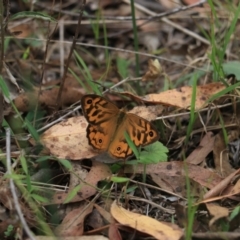 Heteronympha merope (Common Brown Butterfly) at Bungonia National Park - 6 Jan 2023 by Rixon