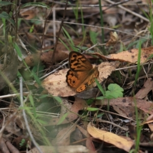 Heteronympha merope at Bungonia, NSW - 6 Jan 2023