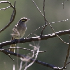 Caligavis chrysops (Yellow-faced Honeyeater) at Cotter Reserve - 10 Jan 2023 by RodDeb