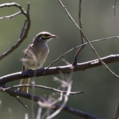 Caligavis chrysops at Stromlo, ACT - 10 Jan 2023 11:22 AM