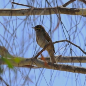 Caligavis chrysops at Stromlo, ACT - 10 Jan 2023 11:22 AM