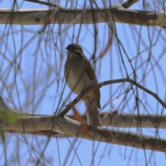 Caligavis chrysops at Stromlo, ACT - 10 Jan 2023