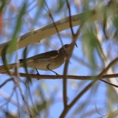 Caligavis chrysops at Stromlo, ACT - 10 Jan 2023 11:22 AM