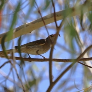 Caligavis chrysops at Stromlo, ACT - 10 Jan 2023