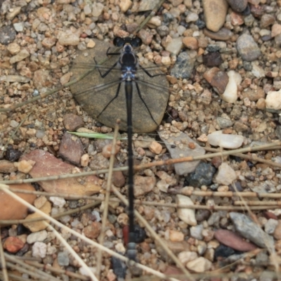 Argiolestidae (family) (Flatwings) at Bungonia, NSW - 5 Jan 2023 by Rixon