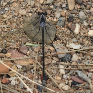 Argiolestidae (family) at Bungonia, NSW - 5 Jan 2023