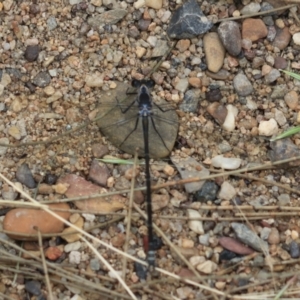 Argiolestidae (family) at Bungonia, NSW - 5 Jan 2023