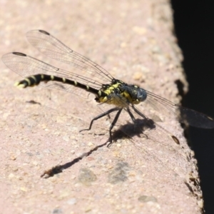 Hemigomphus heteroclytus at Cotter Reserve - 10 Jan 2023