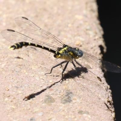 Hemigomphus heteroclytus (Stout Vicetail) at Coree, ACT - 10 Jan 2023 by RodDeb