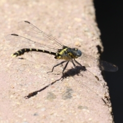 Hemigomphus heteroclytus at Cotter Reserve - 10 Jan 2023