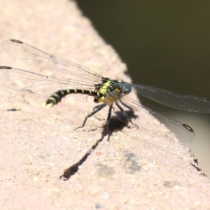 Hemigomphus heteroclytus at Cotter Reserve - 10 Jan 2023