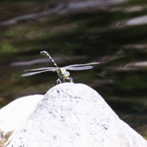 Hemigomphus heteroclytus at Cotter Reserve - 10 Jan 2023