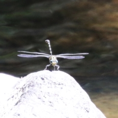 Hemigomphus heteroclytus at Cotter Reserve - 10 Jan 2023