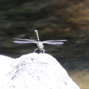 Hemigomphus heteroclytus at Cotter Reserve - 10 Jan 2023