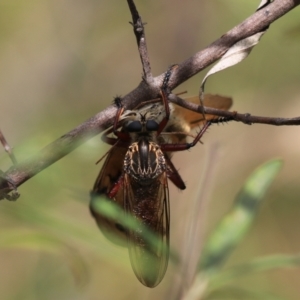 Zosteria sp. (genus) at Bungonia, NSW - 5 Jan 2023