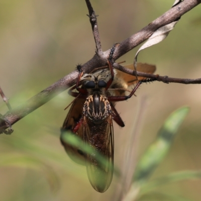 Zosteria sp. (genus) (Common brown robber fly) at Bungonia, NSW - 5 Jan 2023 by Rixon
