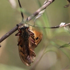 Zosteria sp. (genus) at Bungonia, NSW - 5 Jan 2023