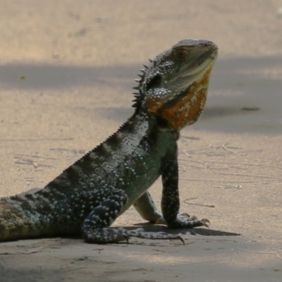 Intellagama lesueurii howittii (Gippsland Water Dragon) at Cotter Reserve - 10 Jan 2023 by RodDeb