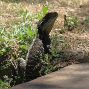 Intellagama lesueurii howittii at Paddys River, ACT - 10 Jan 2023