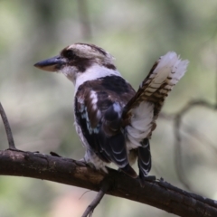 Dacelo novaeguineae (Laughing Kookaburra) at Paddys River, ACT - 10 Jan 2023 by RodDeb