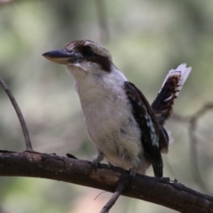 Dacelo novaeguineae at Paddys River, ACT - 10 Jan 2023