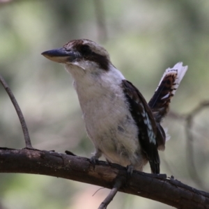 Dacelo novaeguineae at Paddys River, ACT - 10 Jan 2023 12:37 PM